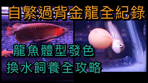 龍魚浮背|【龍魚浮背】小心！龍魚浮背：降水位和治療方法一次掌握 – 每日。